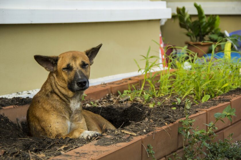 Pes hrabe v záhrade