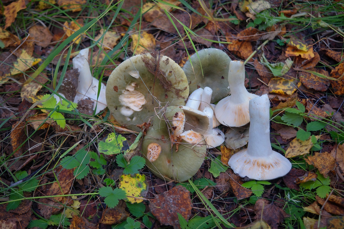 Plávka trávovozelená (Russula aeruginea)