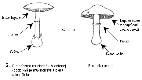 Rozdiel medzi muchotrávkou a pečiarkou