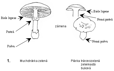 Rozdiel medzi muchotrávkou a plávkou