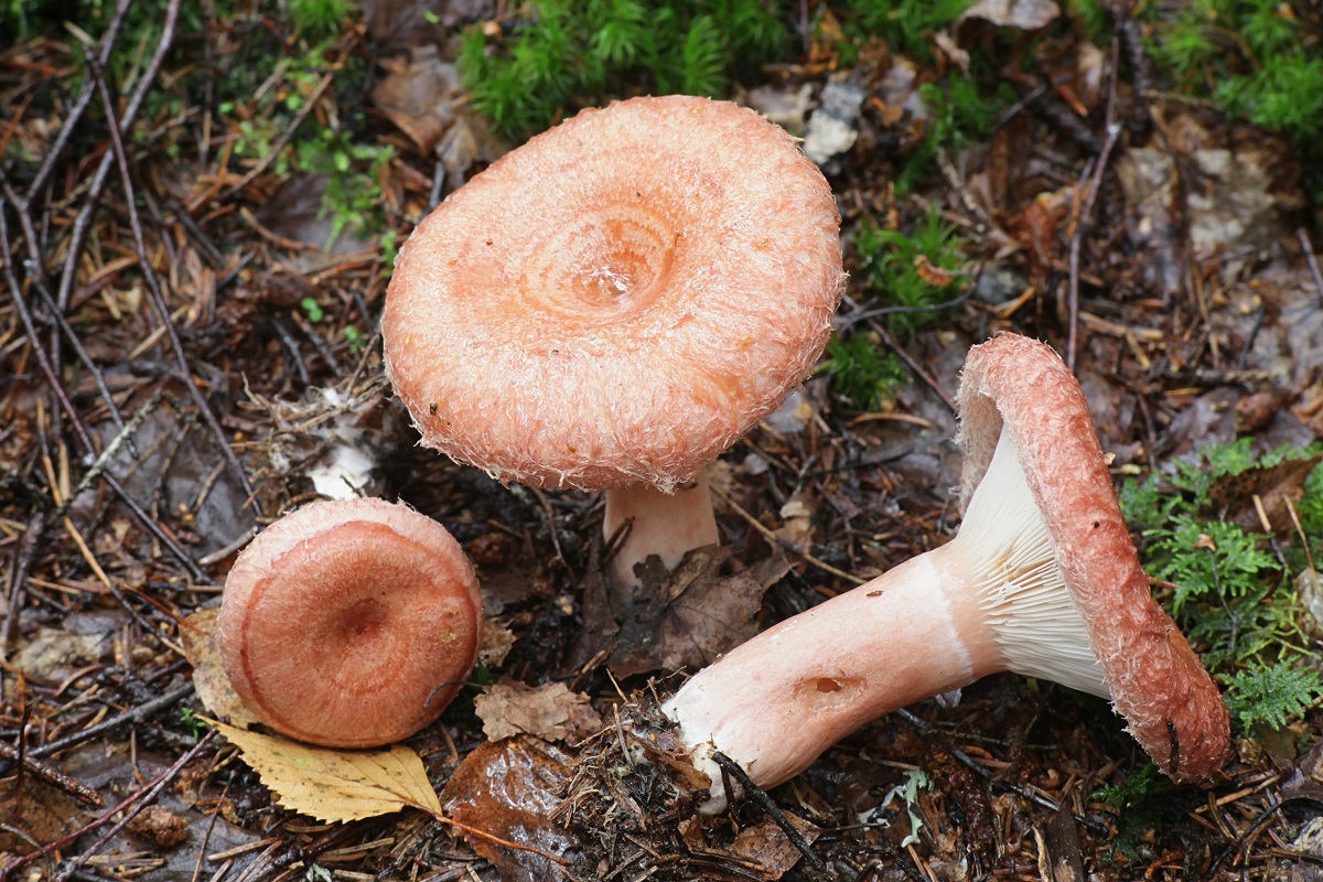 Rýdzik kravský (Lactarius torminosus)