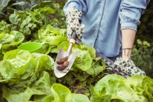 Invázia po daždivých dňoch: Premnožených slizniakov v záhrade sa viete zbaviť viacerými účinnými spôsobmi