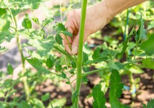 Dôležitá starostlivosť o paradajky: Naučte sa, ako vylamovať zálistky a kedy odstrániť aj veľké listy