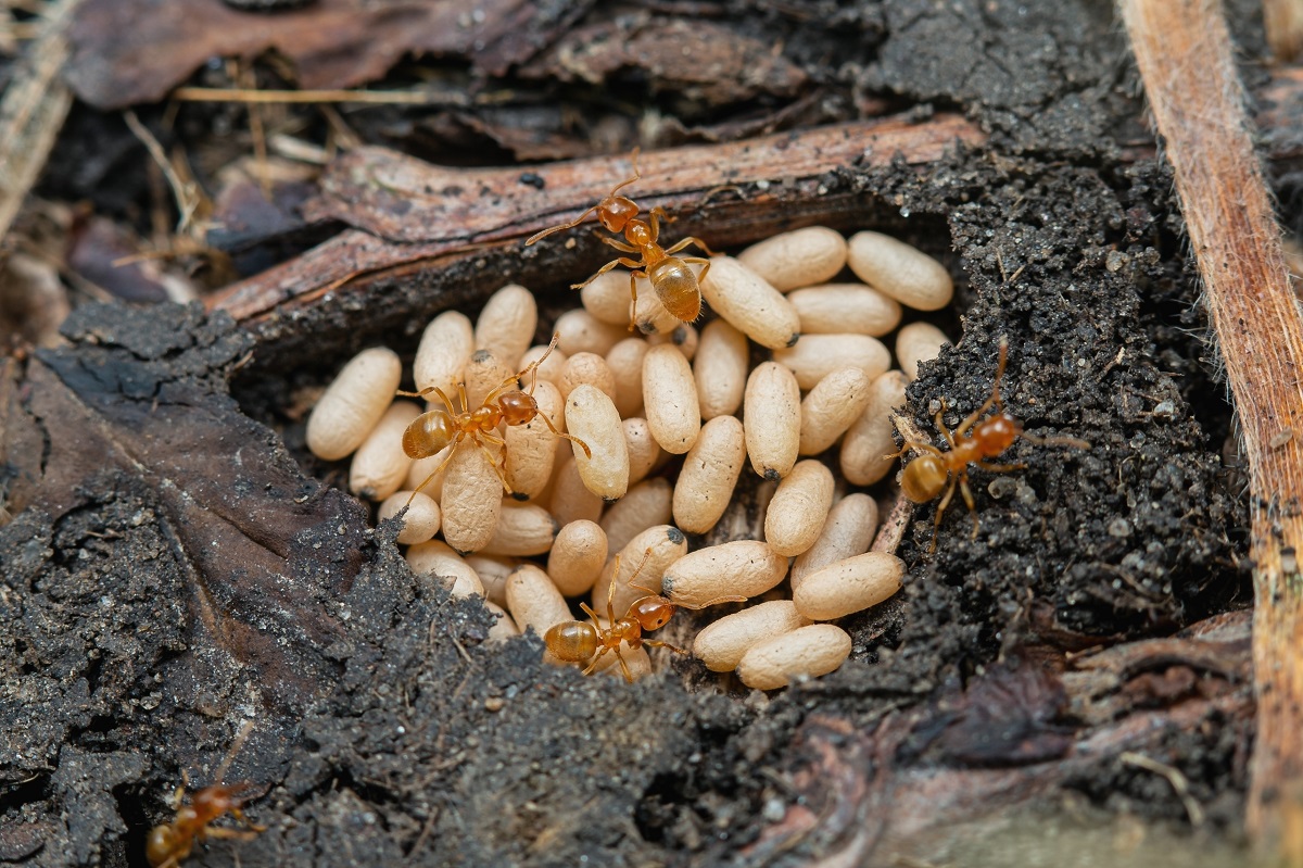 Mravec žltý (Lasius flavus)