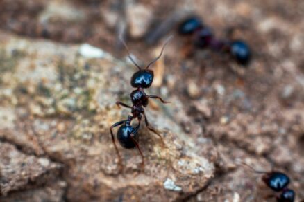 Mravec obyčajný - čierny (Lasius niger)