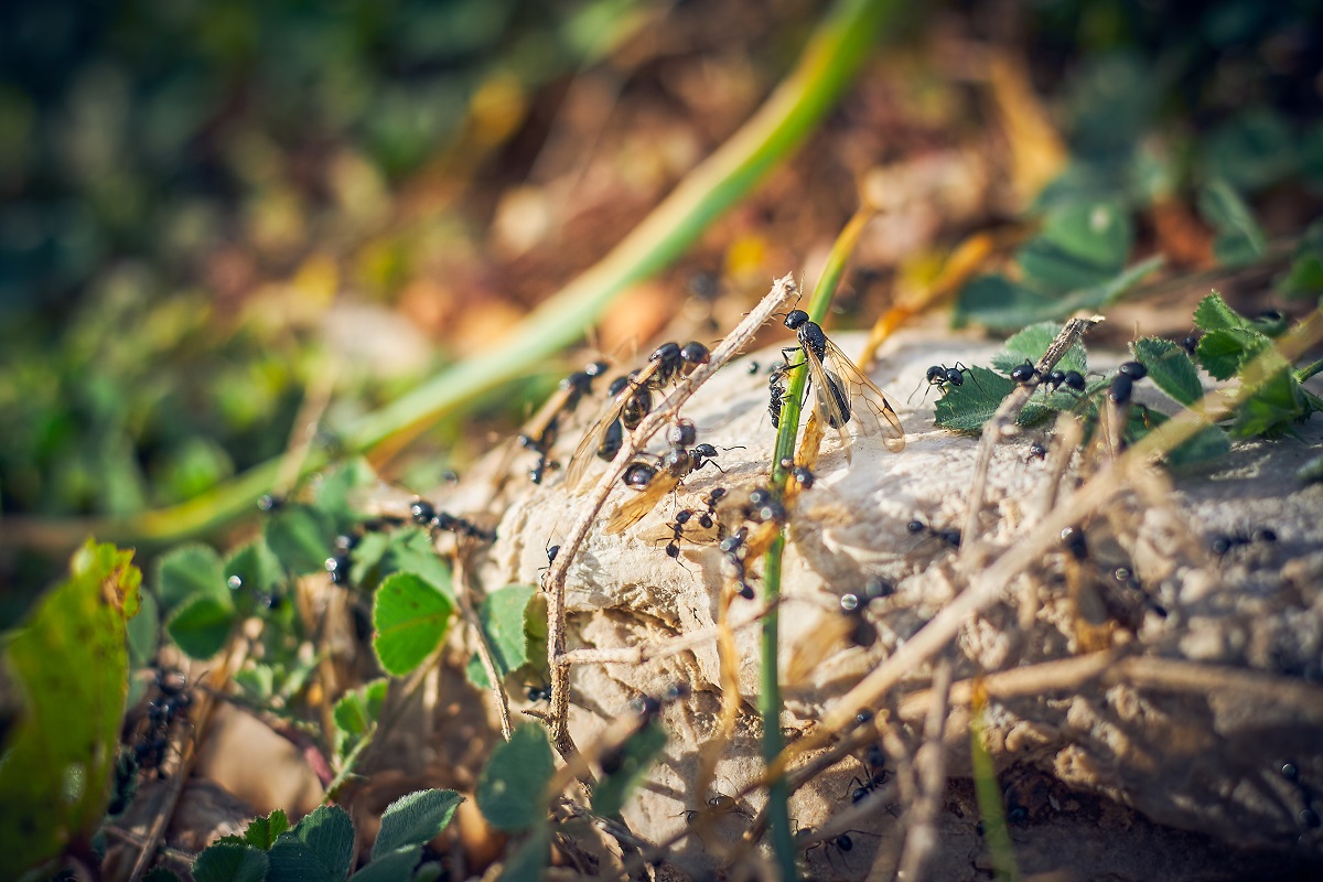 Mravec obyčajný - čierny (Lasius niger)