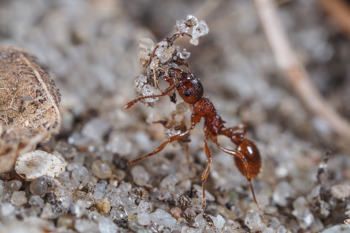 Mravec bodavý - červený (Myrmica rubra)