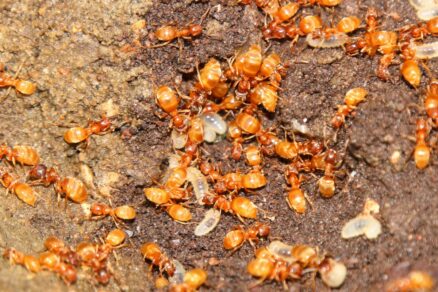 Mravec bodavý - červený (Myrmica rubra)