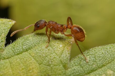 Mravec bodavý - červený (Myrmica rubra)