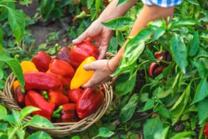 Problémy s pestovaním papriky: Prečo paprika nekvitne a prečo nerodí?