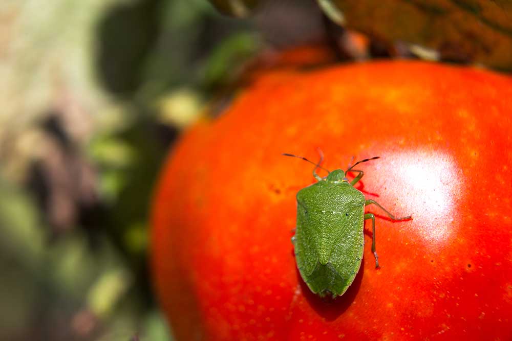 BZDOCHA ZELENINOVÁ (Nezara viridula)