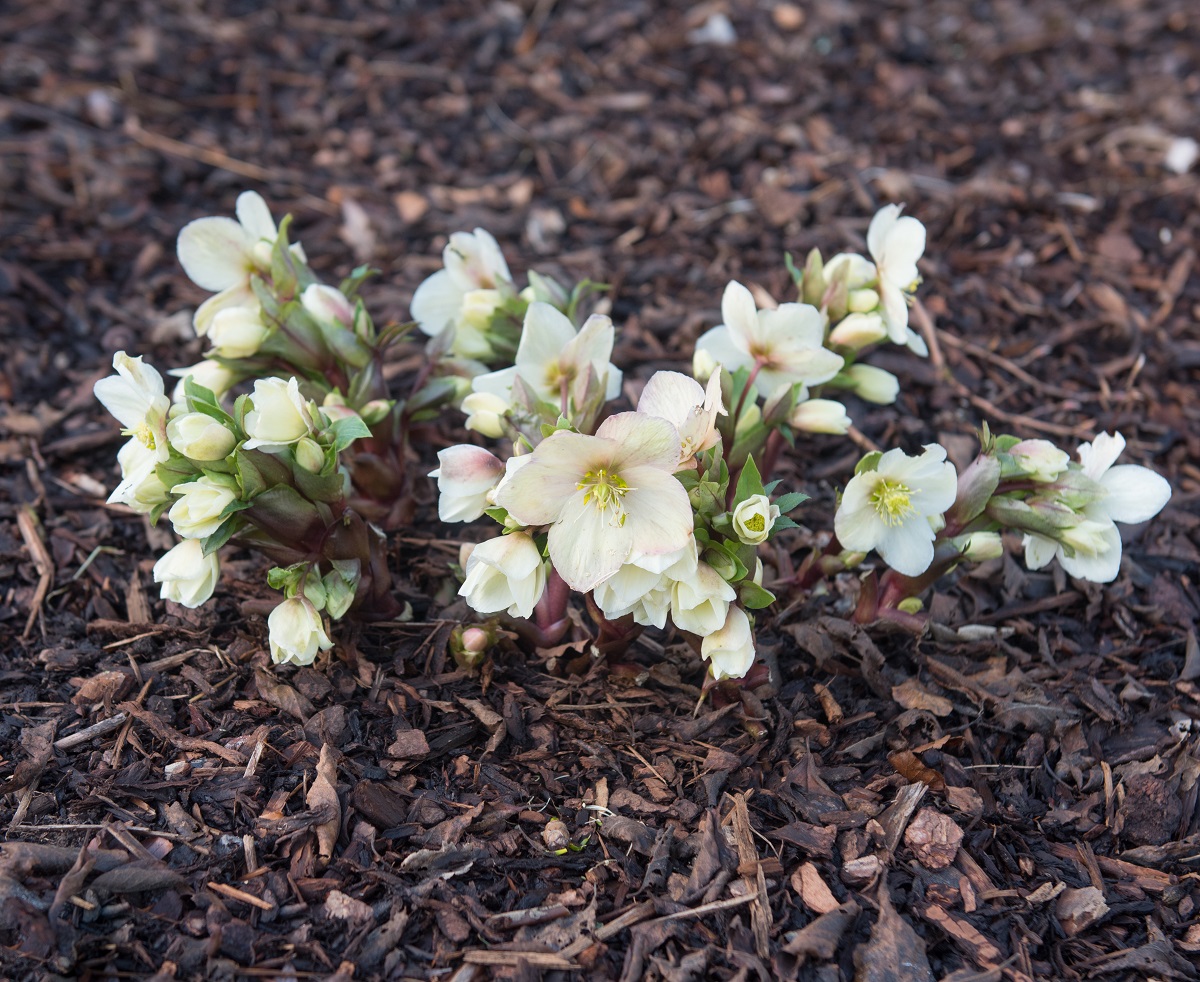 Čemerica (Helleborus)