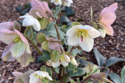 Čemerica (Helleborus)