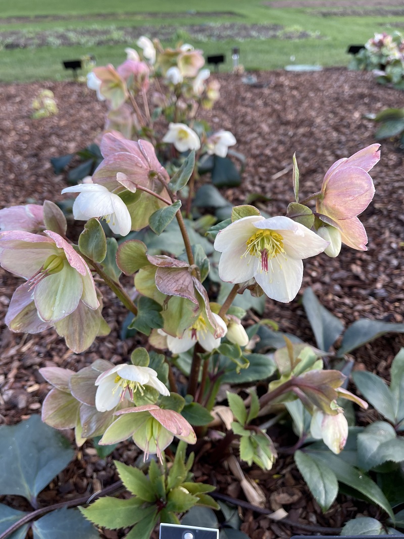 Čemerica (Helleborus)