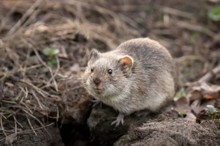 Hraboš pasienkový (Microtus agrestis)