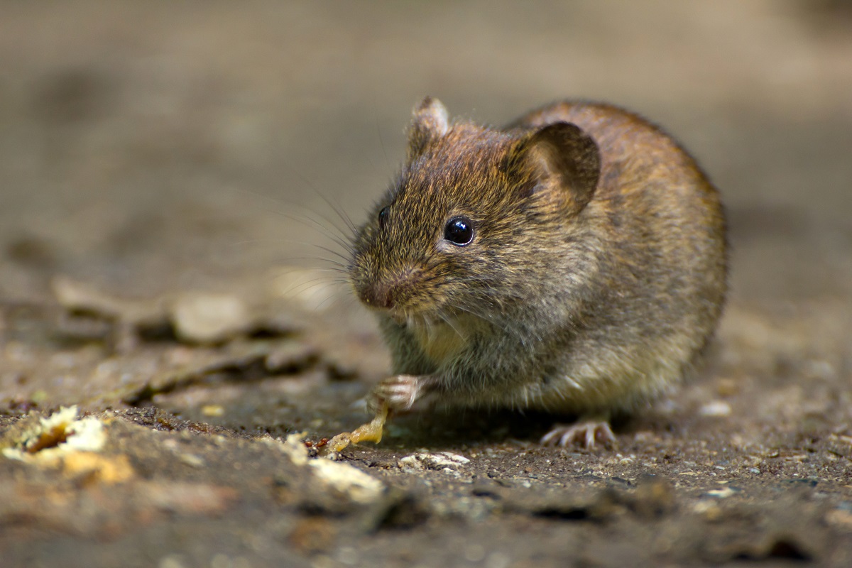 Hraboš poľný (Microtus arvalis)