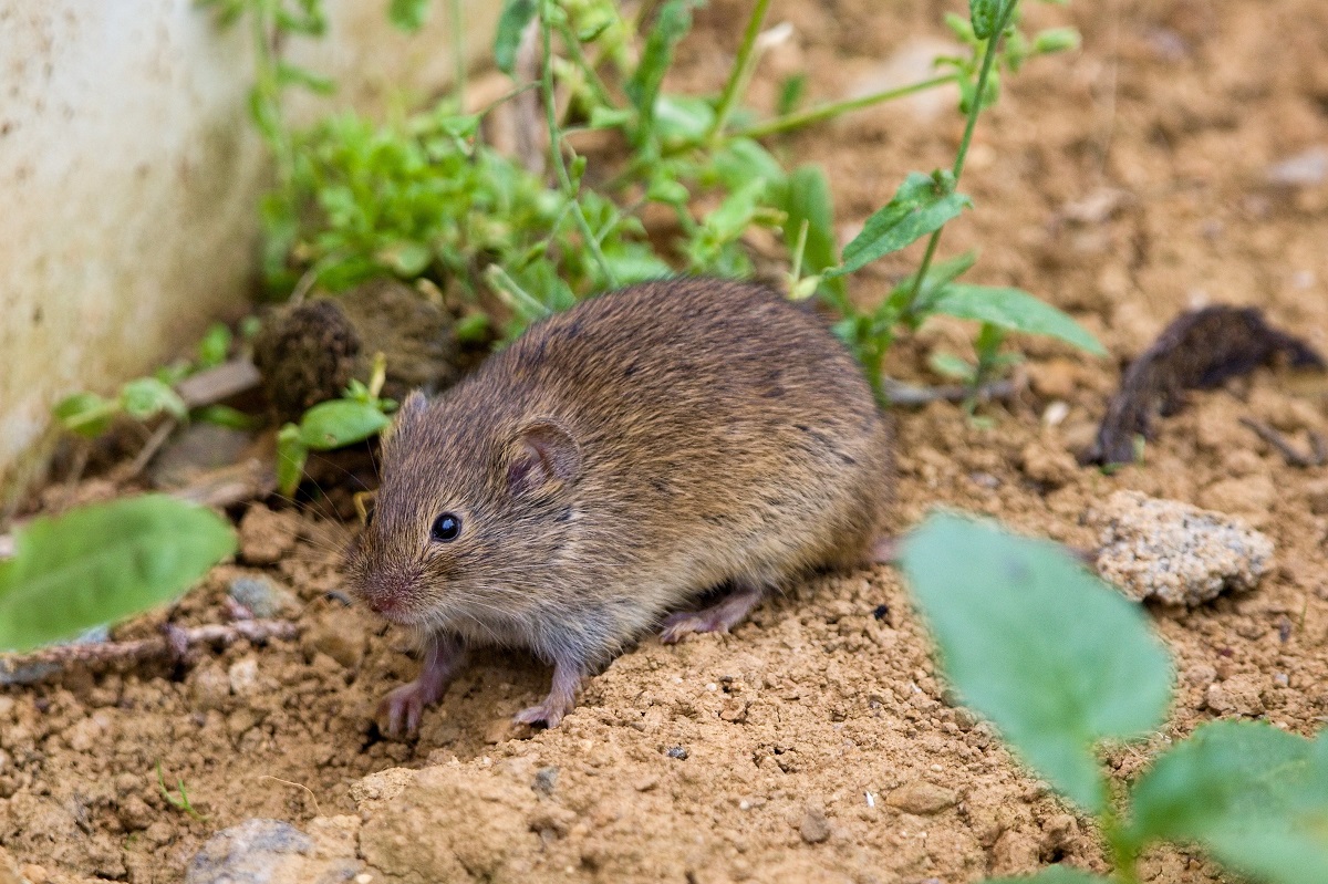 Hraboš poľný (Microtus arvalis)