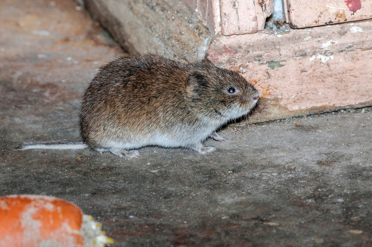 Hraboš severský (Microtus oeconomus)