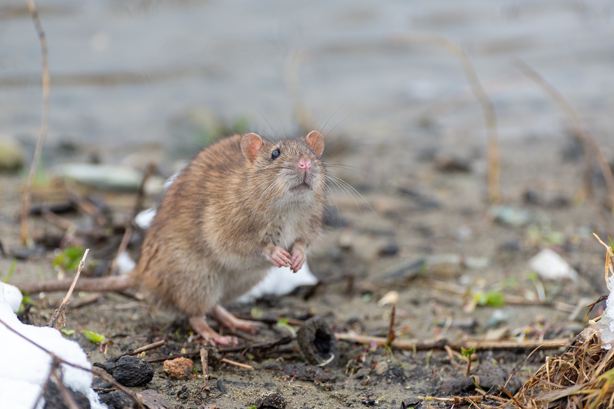 Hraboš vodný (Arvicola amphibius)