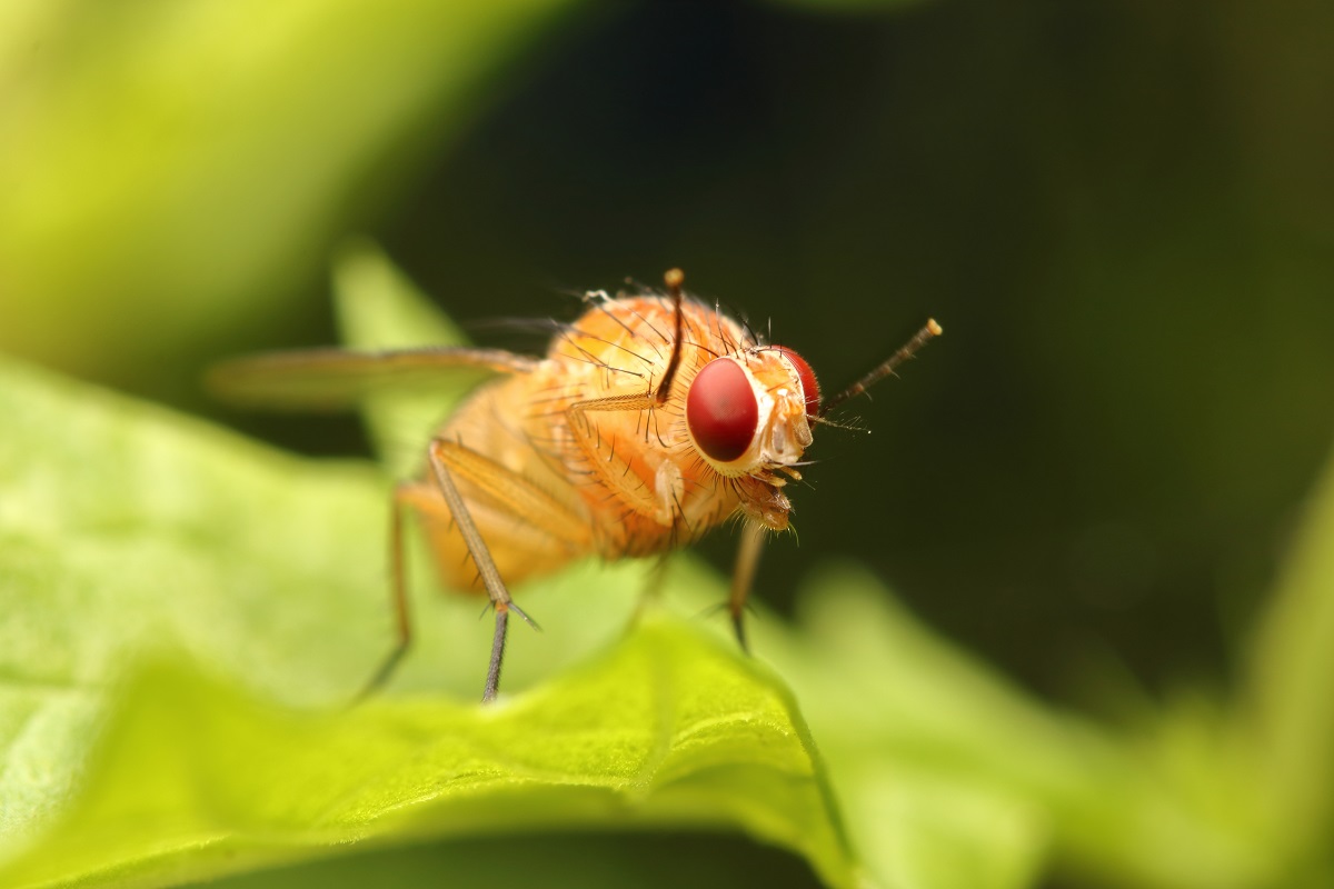 Vínna muška - Drosophila melanogaster