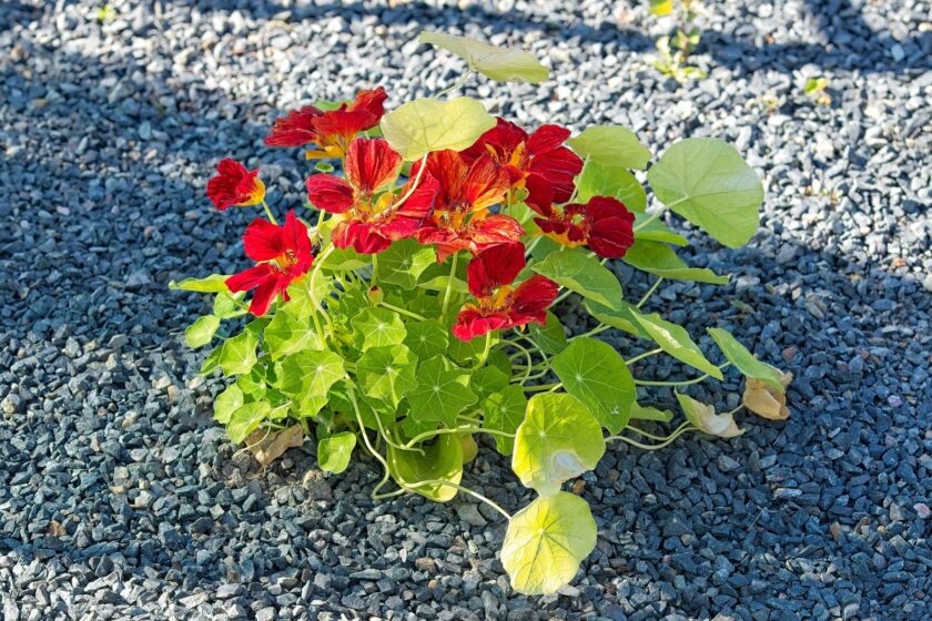 Kapucínka väčšia (Tropaeolum majus)