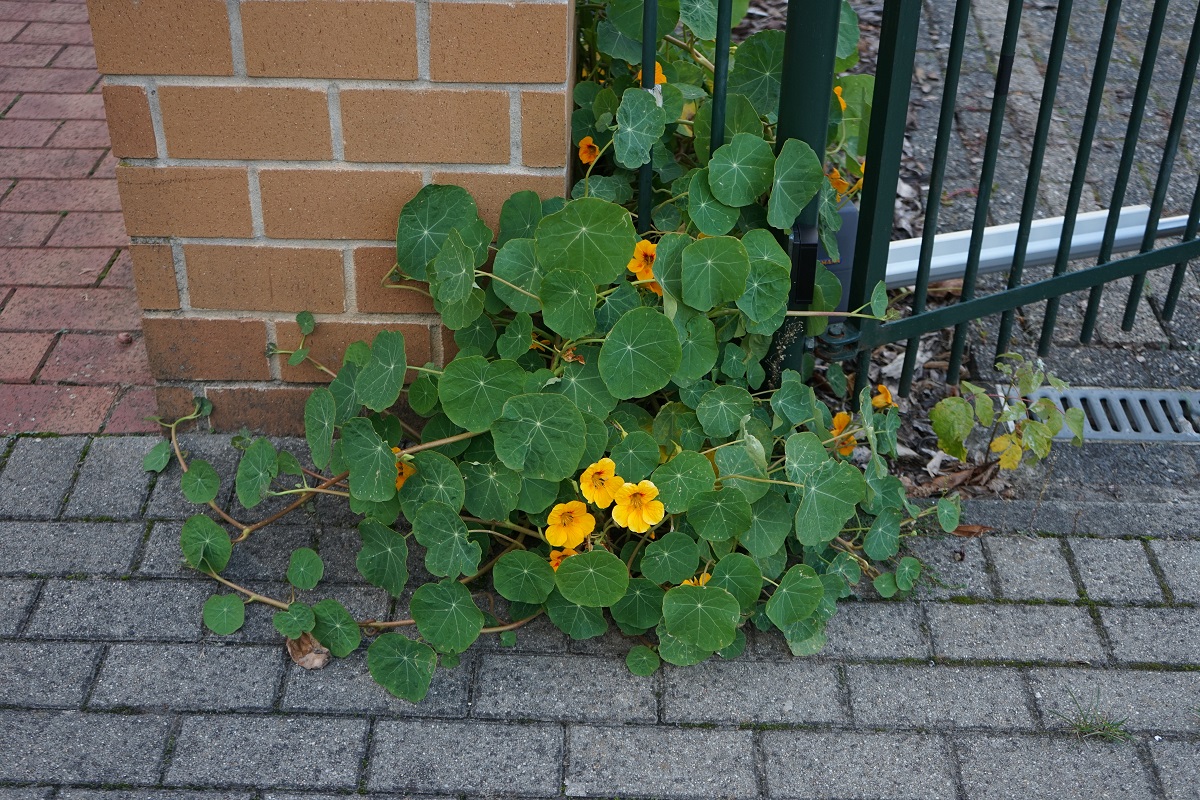 Kapucínka väčšia (Tropaeolum majus)