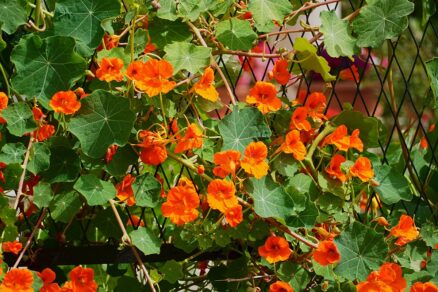 Kapucínka väčšia (Tropaeolum majus)