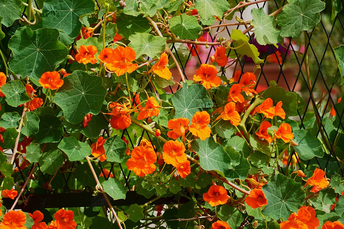 Kapucínka väčšia (Tropaeolum majus)