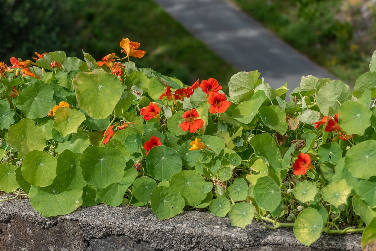 Kapucínka väčšia (Tropaeolum majus)