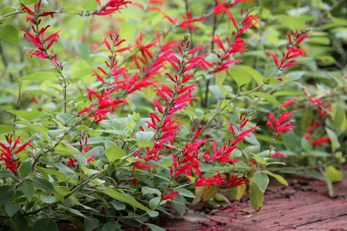 Šalvia ananásová (Salvia rutilans)