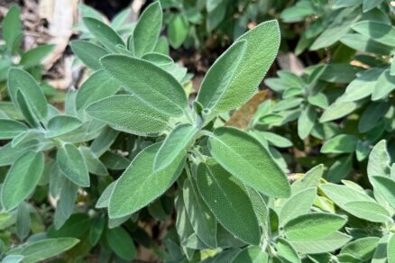 Šalvia lekárska (Salvia officinalis)