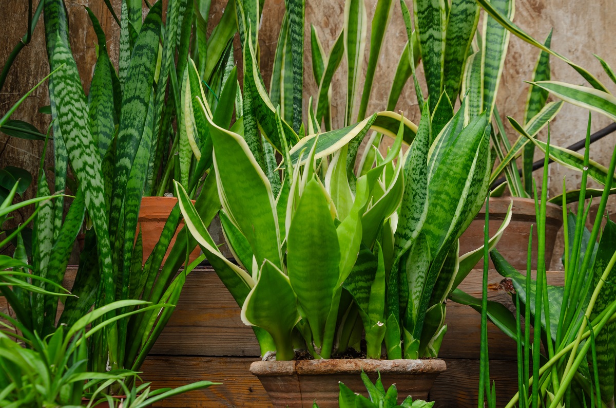 Sansevieria (svokrine jazyky)