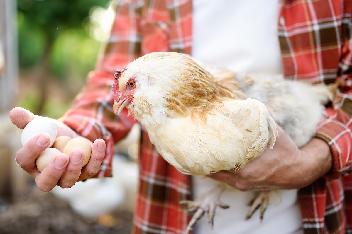 Čerstvé vajcia a sliepka v rukách farmára