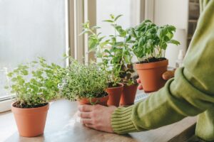 Nechajte parapet zazelenať aj cez zimu! Vyskúšajte túto mimoriadne chutnú päticu byliniek