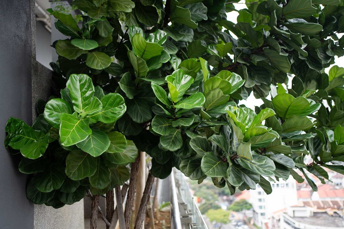 Figovník lýrovitolistý (Ficus lyrata)