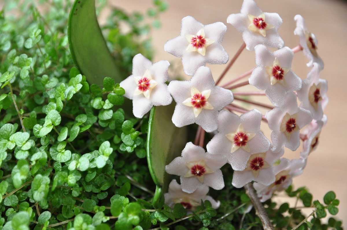 Mini Hoja vosková (Hoya bella)