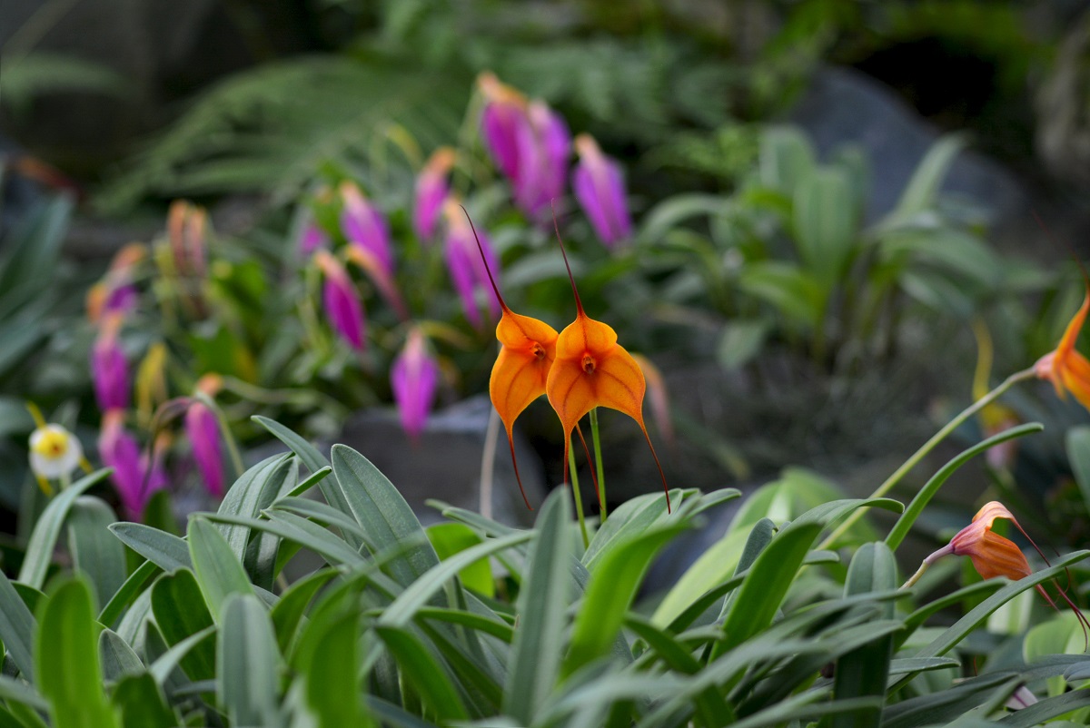 Miniatúrna orchidea (Masdevallia spp.)