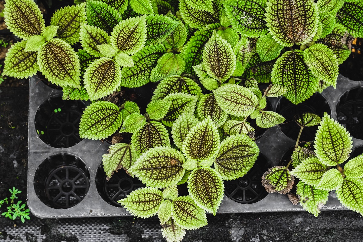 Pilea – rastlina priateľstva (Pilea involucrata)