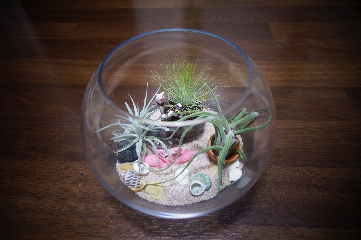 Tillandsia