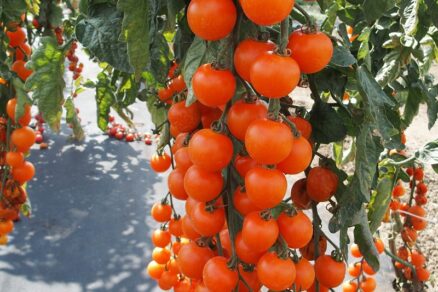 Kolíková rajčina cherry Aprikola F1