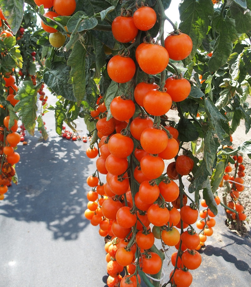 Kolíková rajčina cherry Aprikola F1