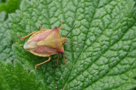 Bzdocha rohatá (Carpocoris fuscispinus)