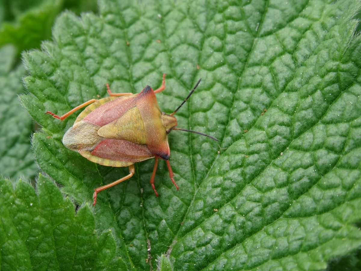 Bzdocha rohatá (Carpocoris fuscispinus)