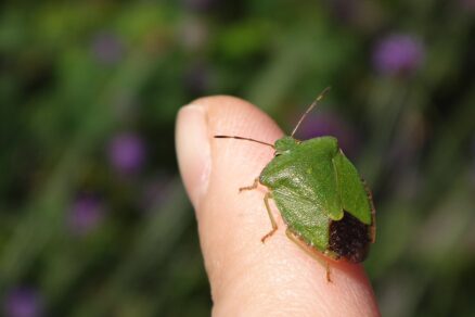 Bzdocha zelená (Palomena prasina)