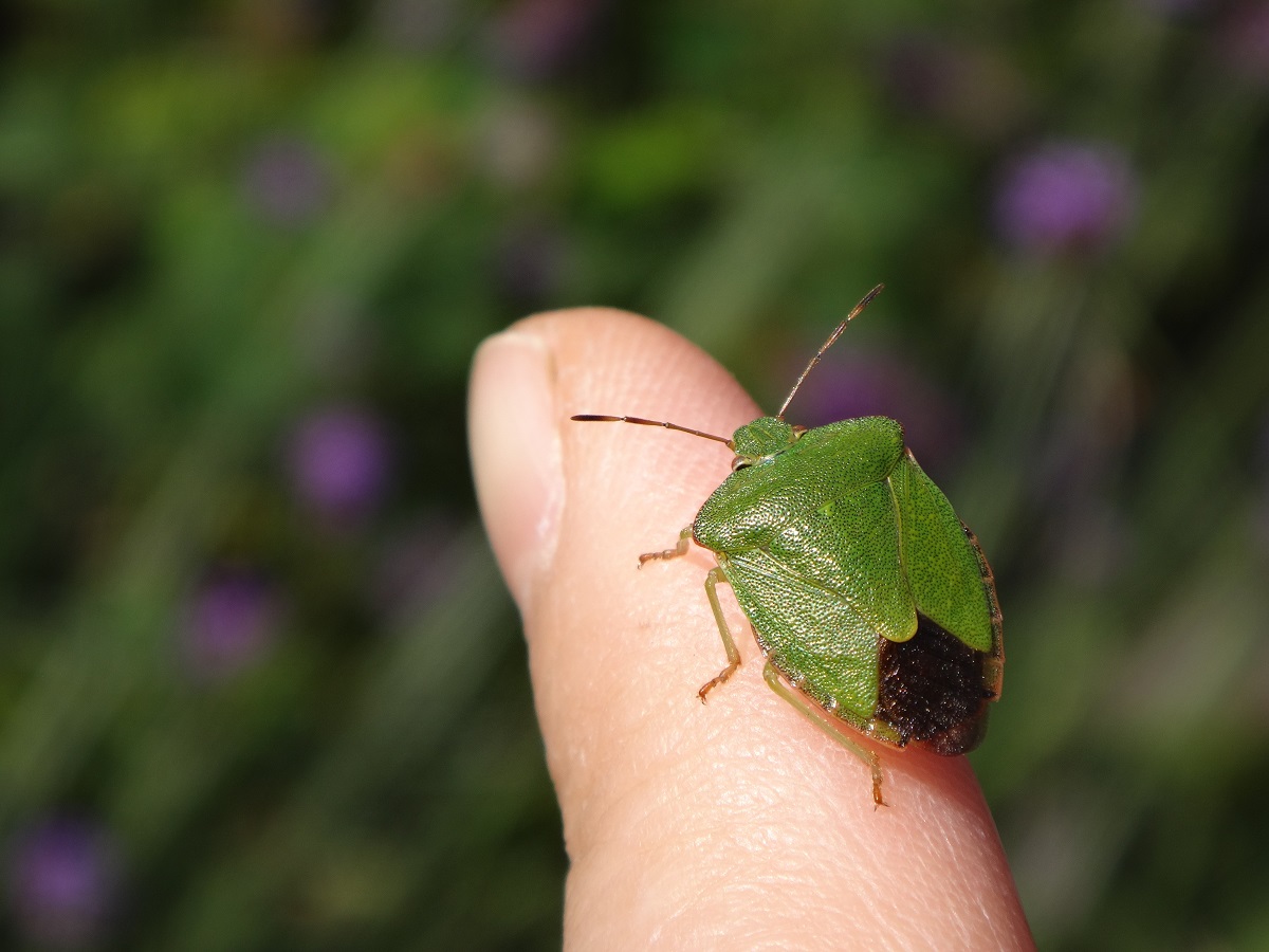 Bzdocha zelená (Palomena prasina)