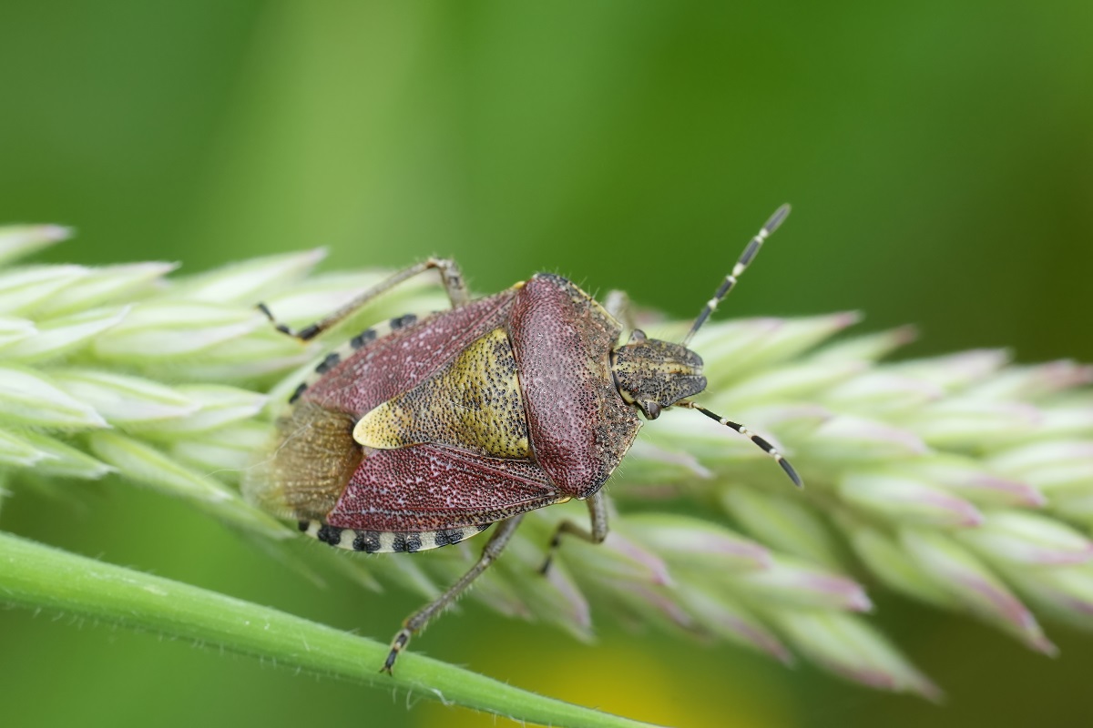 Bzdocha obyčajná (Dolycorys baccarum)