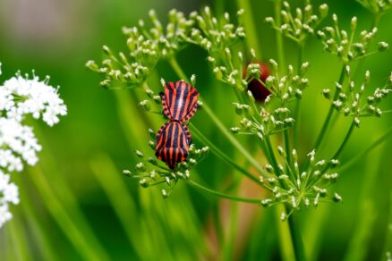 Bzdocha pásavá (Graphosoma lineatum)