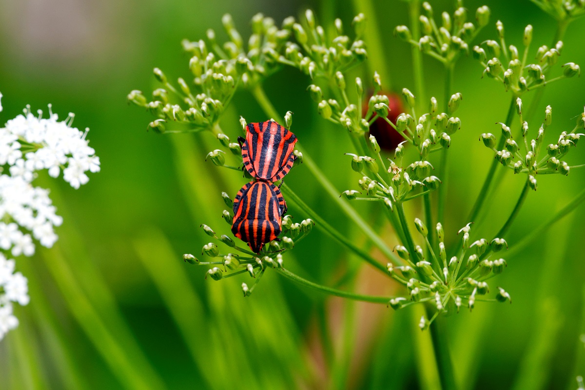 Bzdocha pásavá (Graphosoma lineatum)