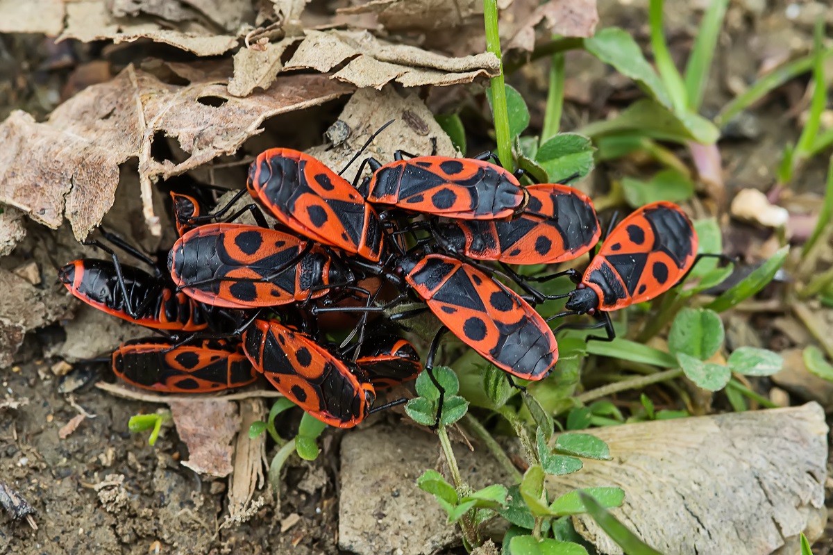 Cifruša bezkrídla (Pyrrhocoris apterus)