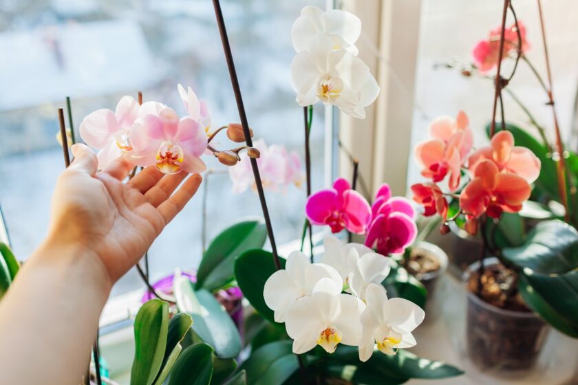 Orchidey pri okne